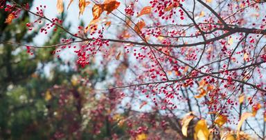 秋天阳光下的山丁子树